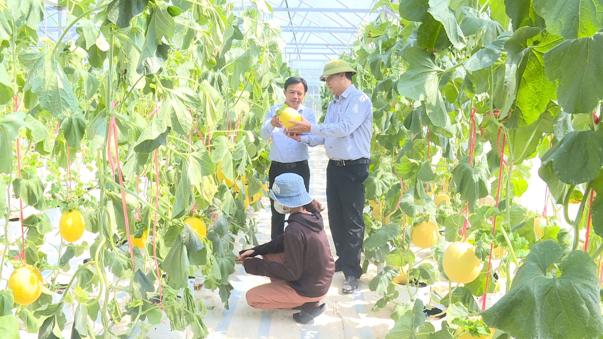 Mô hình trồng dưa lưới, dưa leo theo tiêu chuẩn VietGAP trong nhà màng được nhiều hộ nông dân Quảng Trạch áp dụng.