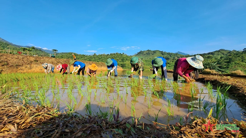 Cán bộ, nhân viên và lực lượng trí thức trẻ tình nguyện Đoàn Kinh tế-Quốc phòng 4 giúp nhân dân cấy lúa. 