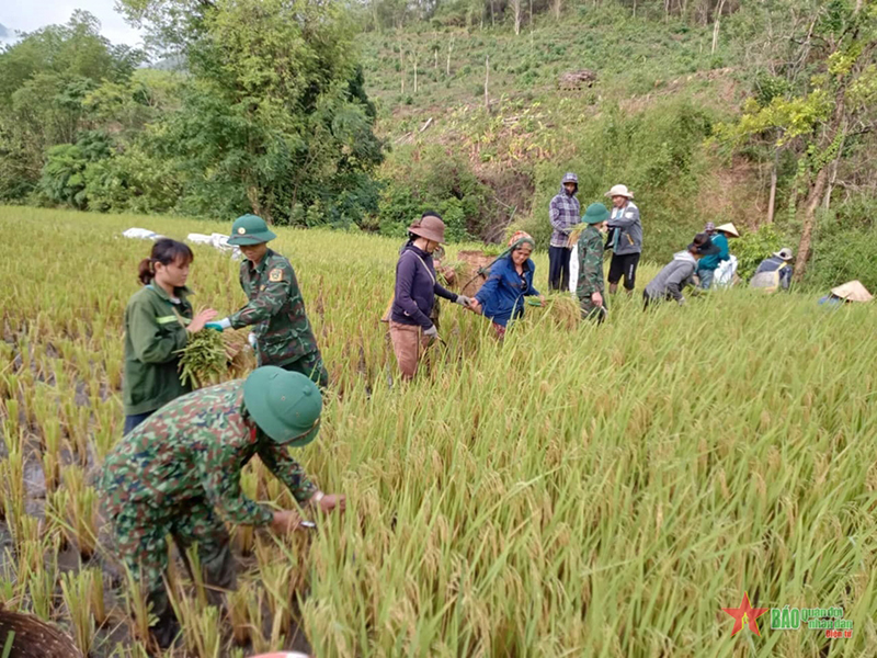 Bộ đội Đoàn Kinh tế-Quốc phòng 5 giúp nhân dân gặt lúa. 