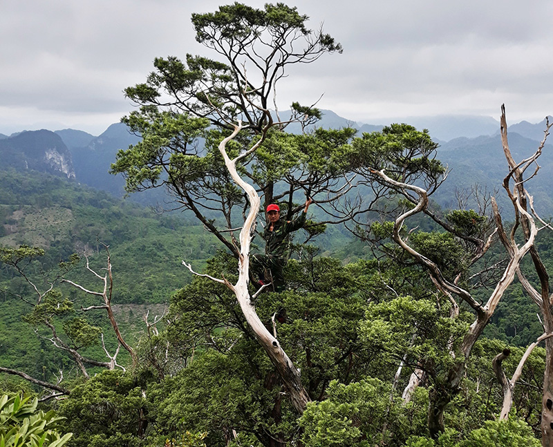 Loài Bách xanh đá ở Vườn Quốc gia Phong Nha-Kẻ Bàng. (Nguồn: Tư liệu Phong Nha-Kẻ Bàng).