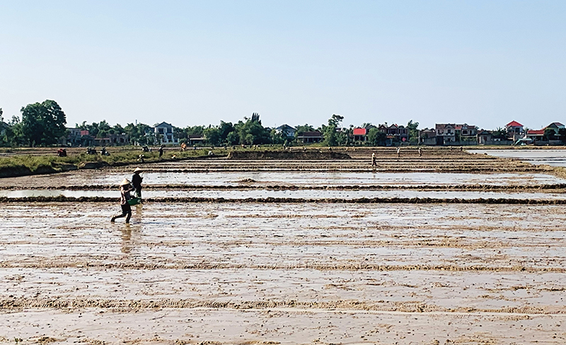 Hơn 3.300ha lúa hè-thu trên địa bàn huyện Quảng Ninh đã hoàn thành gieo cấy đúng lịch thời vụ.