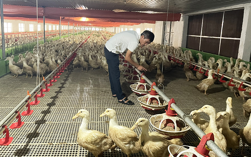 Mô hình nuôi vịt ứng dụng công nghệ cao của Công ty TNHH Nông nghiệp Công nghệ cao An Việt.