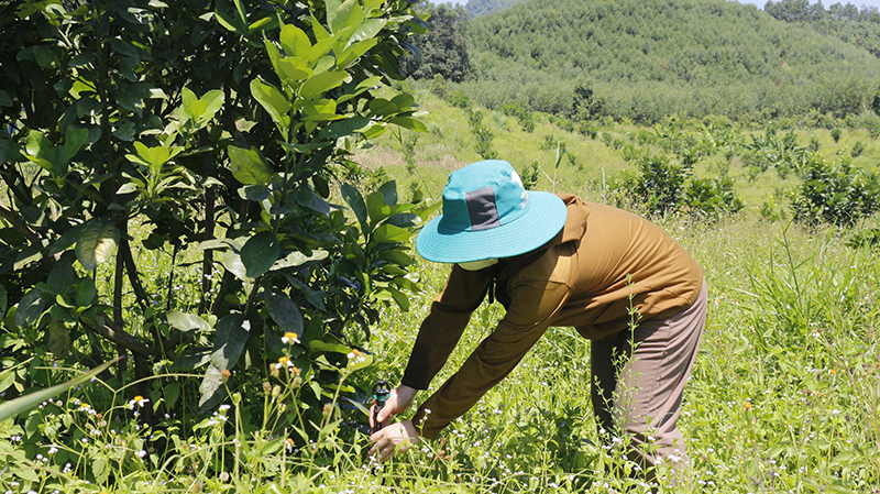 Hệ thống tưới nước nhỏ giọt trong vườn cây ăn quả của anh Trương Quốc Việt đã hóa giải thách thức nắng nóng, nỗi lo thiếu nước.