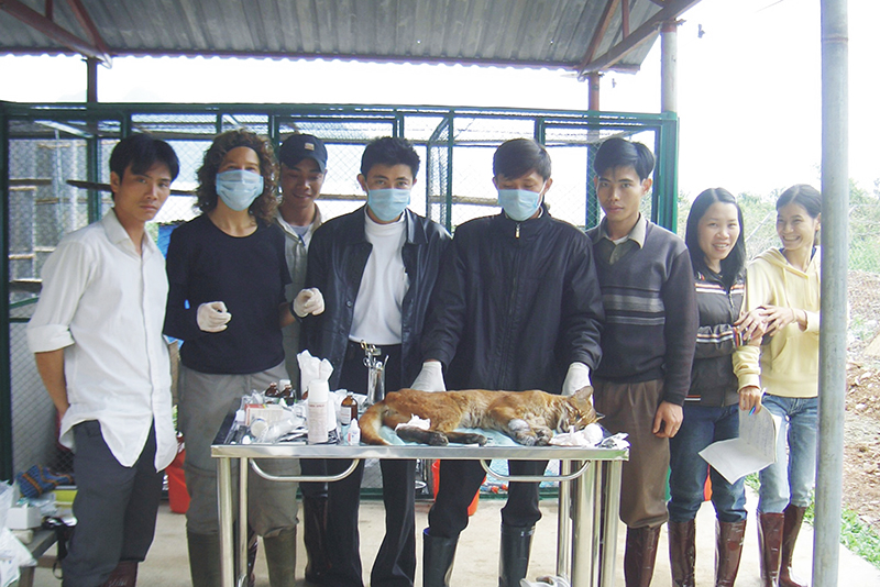 Trung tâm Cứu hộ, bảo tồn và phát triển sinh vật phối hợp với các chuyên gia nước ngoài cứu hộ, chăm sóc động vật hoang dã. (Nguồn: Tư liệu Phong Nha-Kẻ Bàng).