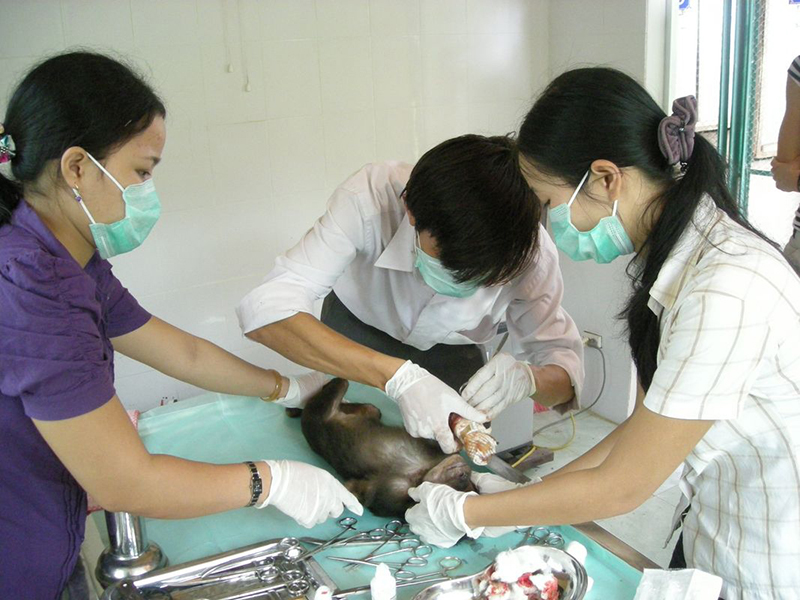 Trung tâm Cứu hộ, bảo tồn và phát triển sinh vật đang cứu hộ một cá thể khỉ. (Nguồn: Tư liệu Phong Nha-Kẻ Bàng).