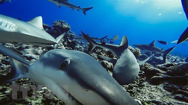 Cá mập rạn san hô xám ở Polynesia, Pháp. (Ảnh: AFP/TTXVN)