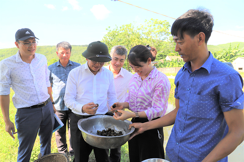 Đại diện lãnh đạo Sở KH-CN kiểm tra tiến độ nuôi thử nghiệm thương phẩm giống ốc bươu đen tại xã Quảng Tiên, thị xã Ba Đồn.