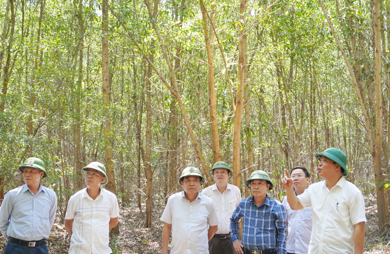 Đồng chí Phó Chủ tịch Thường trực UBND tỉnh Đoàn Ngọc Lâm kiểm tra một khu rừng trồng gỗ lớn của Công ty Long Đại.