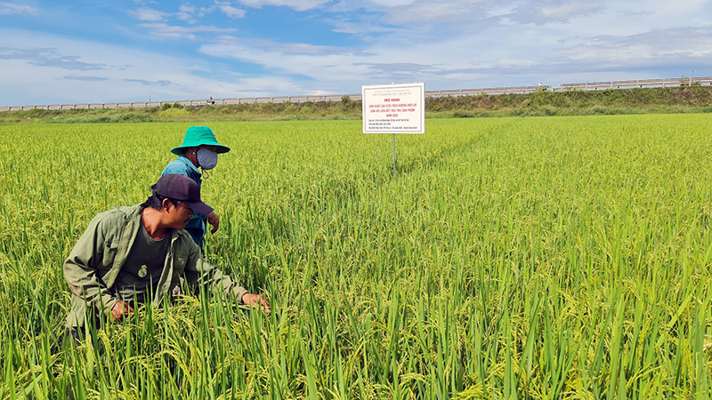 Mô hình lúa hữu cơ đem lại năng suất, hiệu quả cao cho nông dân huyện Quảng Ninh.