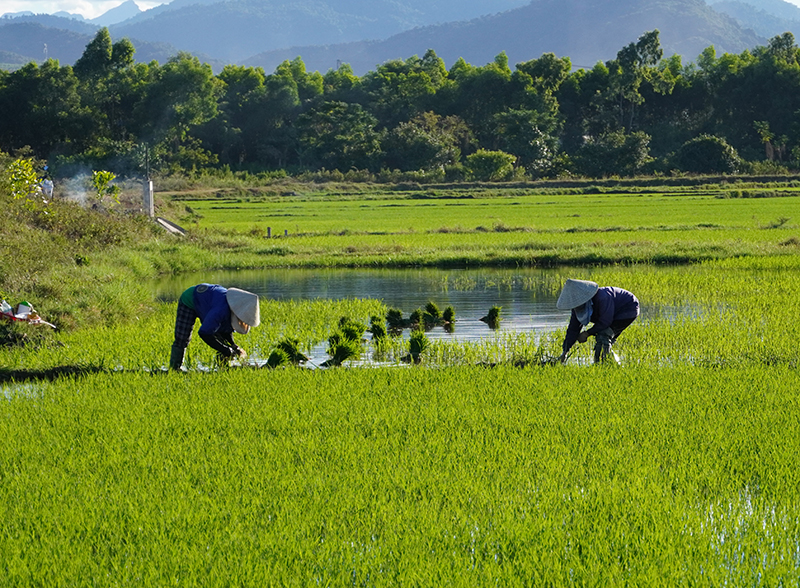 Nông dân TP. Đồng Hới chăm sóc lúa vụ hè-thu.