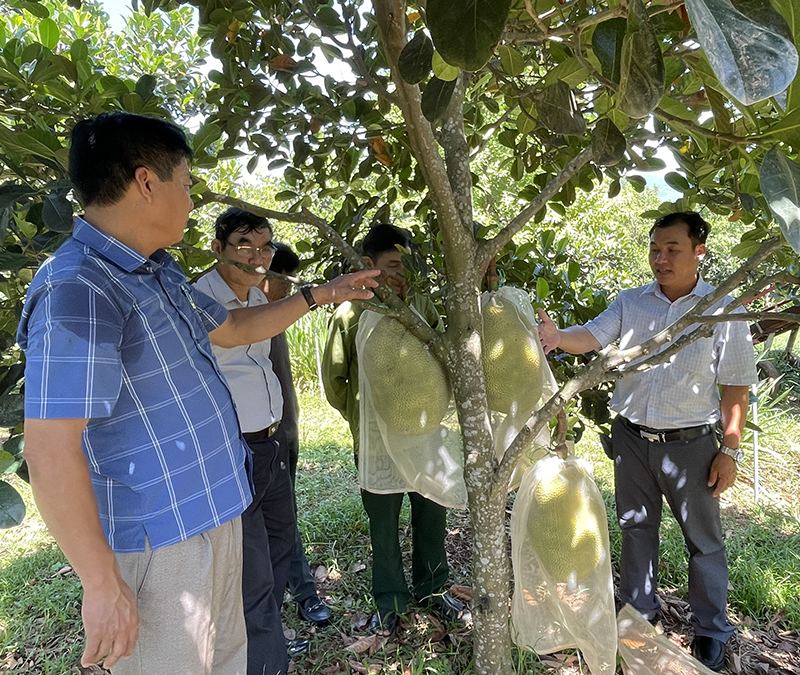 Các đại biểu tham quan mô hình thâm canh mít ruột đỏ theo hướng hữu cơ tại thị trấn Nông trường Việt Trung (Bố Trạch).