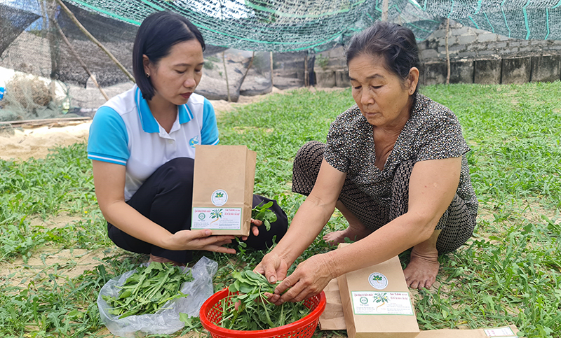 Người dân Hải Ninh thu hoạch lá sa sâm.