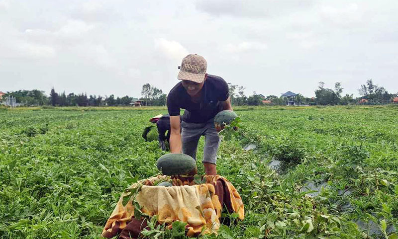 Sản phẩm dưa hấu Hàm Ninh được công nhận OCOP 3 sao 