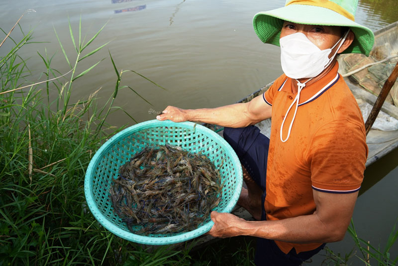 Tôm càng xanh toàn đực sinh trưởng và phát triển tốt trên ruộng lúa của HTX Lộc Phát.