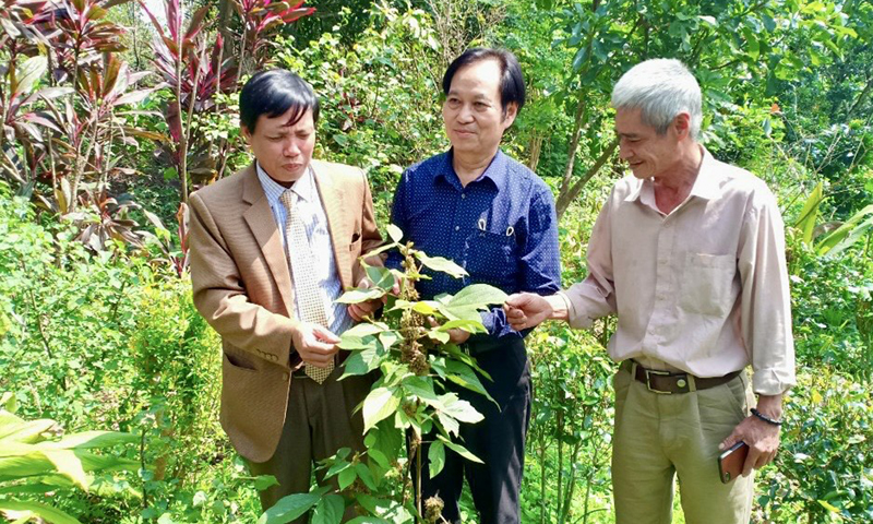 Vườn thuốc nam mẫu của Hội Đông y tỉnh hiện trồng nhiều loại cây thuốc quý, có giá trị chữa bệnh cao.