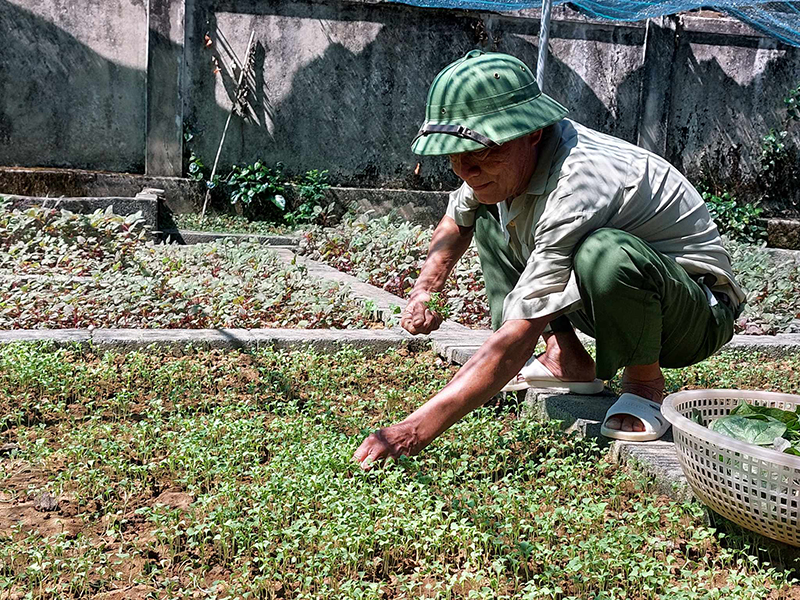 Nhờ quy hoạch bài bản nên vườn của ông Phạm Văn Đương trồng được nhiều loại rau giữa mùa hè.
