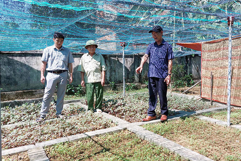Nhờ quy hoạch bài bản nên vườn của ông Phạm Văn Đương trồng được nhiều loại rau giữa mùa hè.