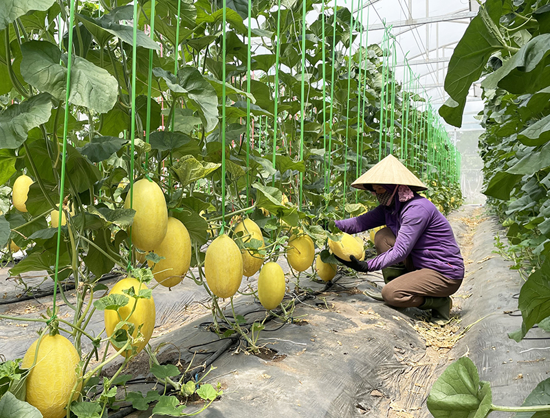 Mô hình trồng dưa lưới trong nhà màng của HTX Hưng Loan.