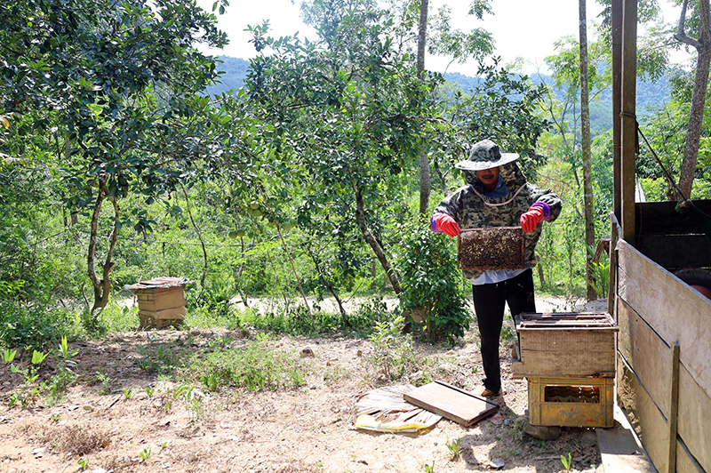 Mô hình nuôi ong lấy mật cạnh vườn rừng của hộ ông Cao Thanh Sơn, thôn Thanh Tân, xã Hóa Thanh.