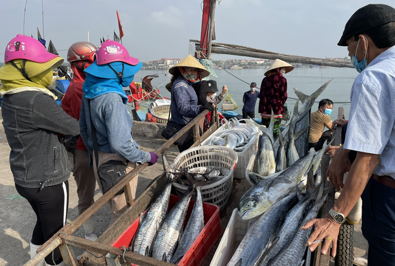 Thủy sản của Quảng Bình nổi tiếng tươi ngon.