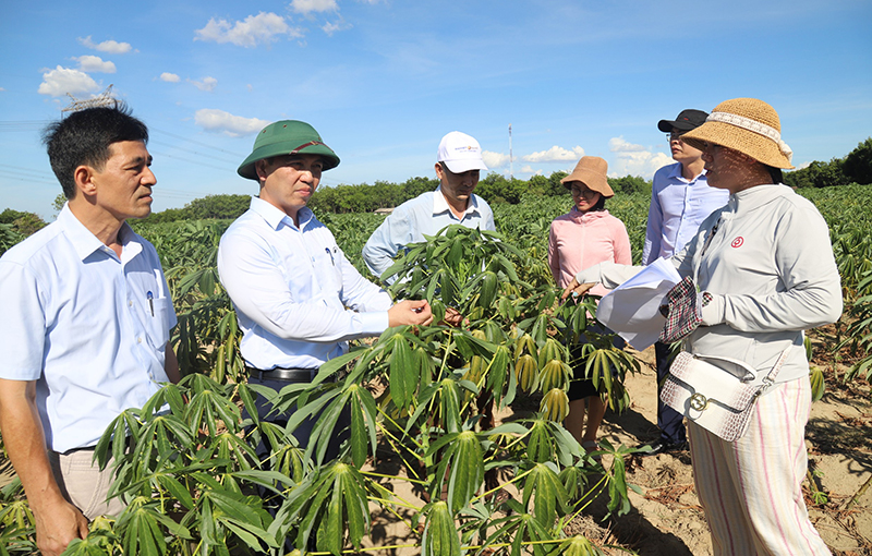 Triển vọng về giống sắn kháng được bệnh khảm lá, phù hợp trên địa bàn tỉnh.