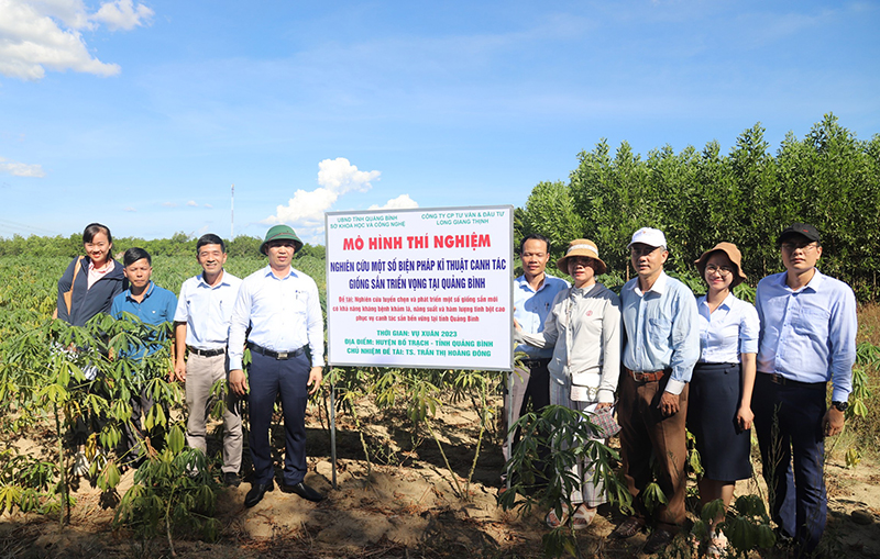 Mô hình trồng sắn thử nghiệm tại xứ đồng Đầm Dơi, thôn Nam Định, xã Phú Định, huyện Bố Trạch.