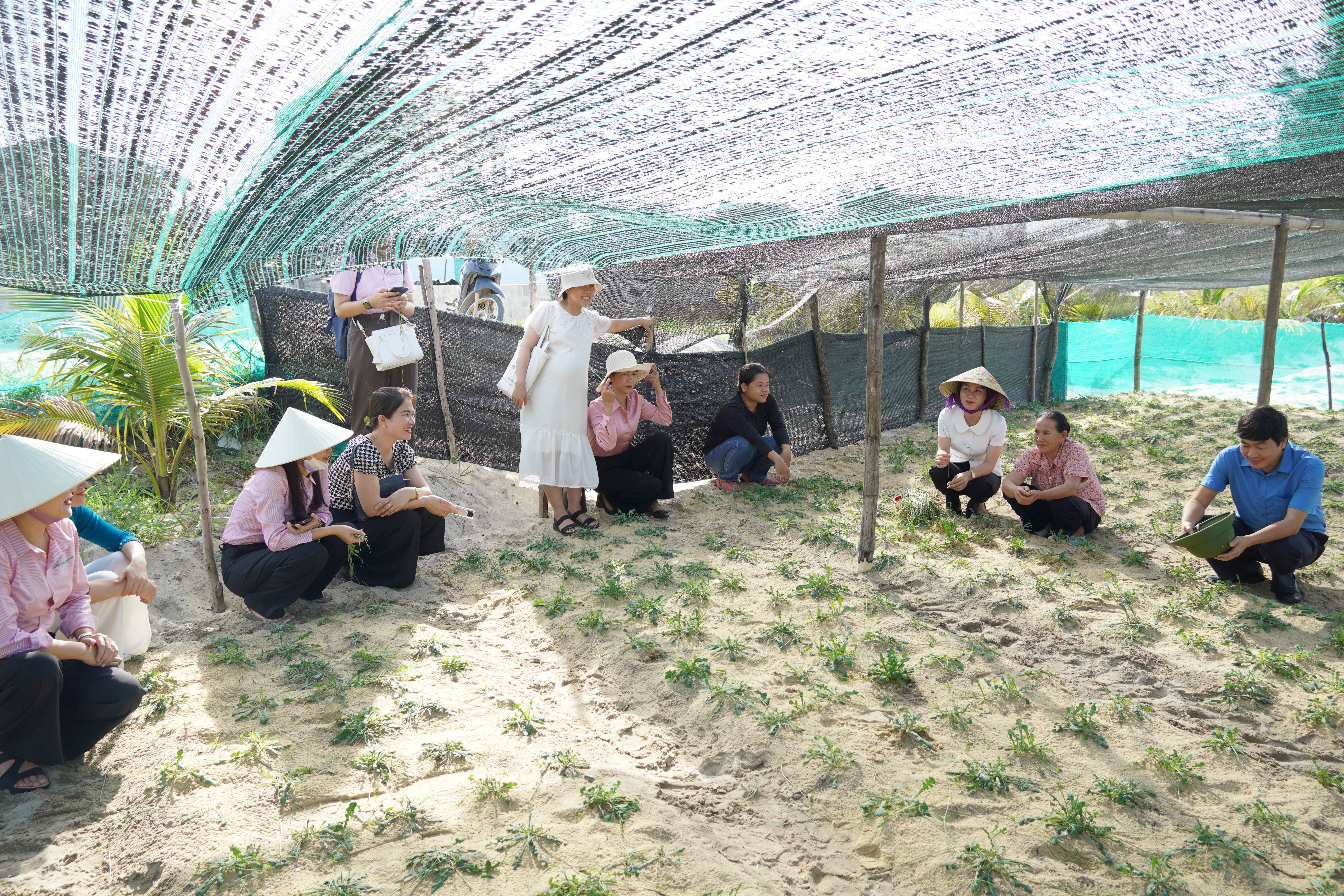 Các đại biểu thăm quan mô hình trồng thí điểm sa sâm bản địa trên vùng đất cát ở xã Hải Ninh.