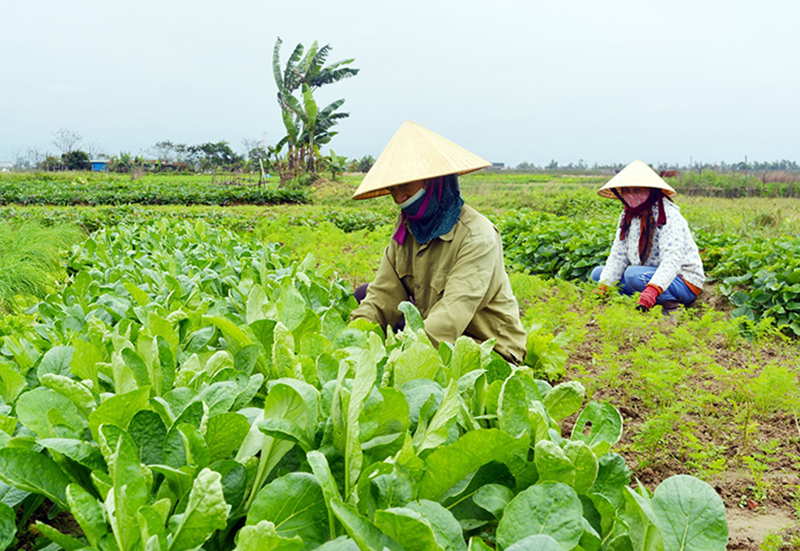 Mô hình rau sạch Đức Ninh.