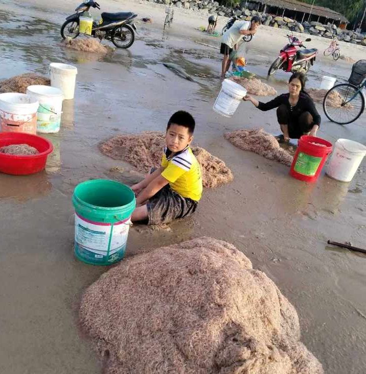 Ruốc được đưa lên bờ.