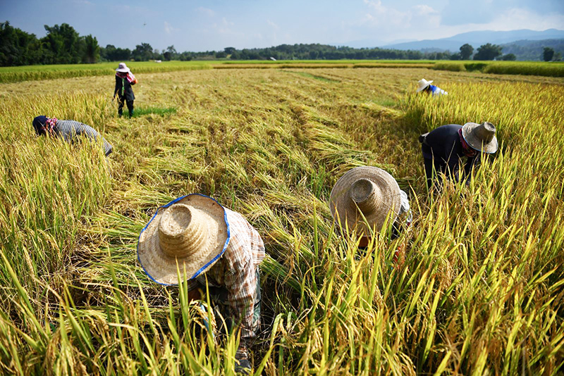  Nông dân thu hoạch lúa trên cánh đồng ở tỉnh Chiang Mai, Thái Lan. Ảnh: AFP/TTXVN