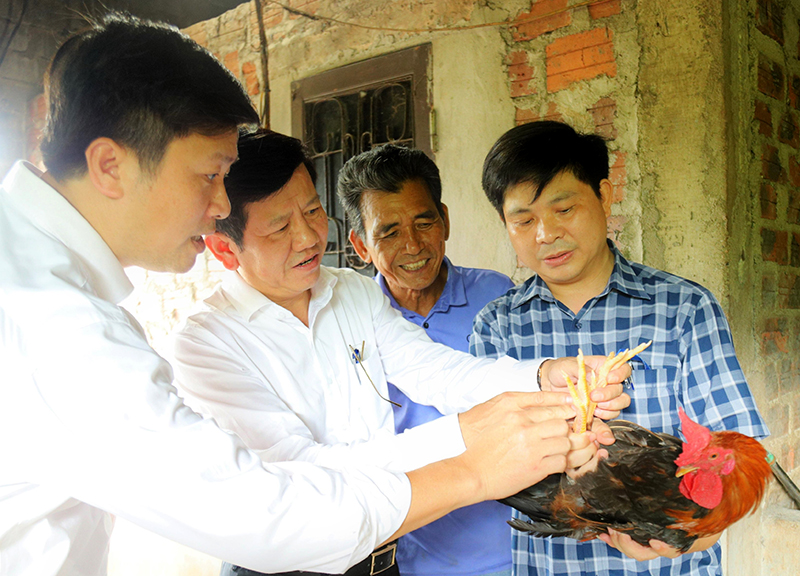 Giống gà nhiều cựa Phú Thọ được đánh giá phù hợp với điều kiện tự nhiên tại tỉnh Quảng Bình.