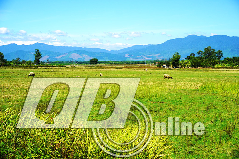 Dù bảo đảm nguồn nước tưới tiêu nhưng xã Đại Trạch (Bố Trạch) vẫn có hơn 160ha đất sản xuất lúa hè-thu bị bỏ hoang.