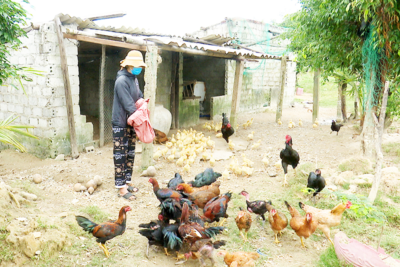 Bà Phan Thị Hương ở xã Quảng Tân thoát nghèo nhờ tiếp cận được nguồn vốn chính sách, mở rộng chăn nuôi.