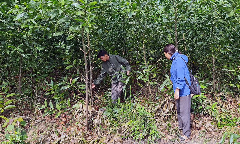 Người dân huyện Quảng Ninh chăm sóc rừng trồng.