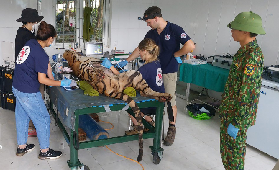 Các chuyên gia, bác sỹ thú y kiểm tra sức khỏe và tiêm phòng vắc-xin cho hổ.