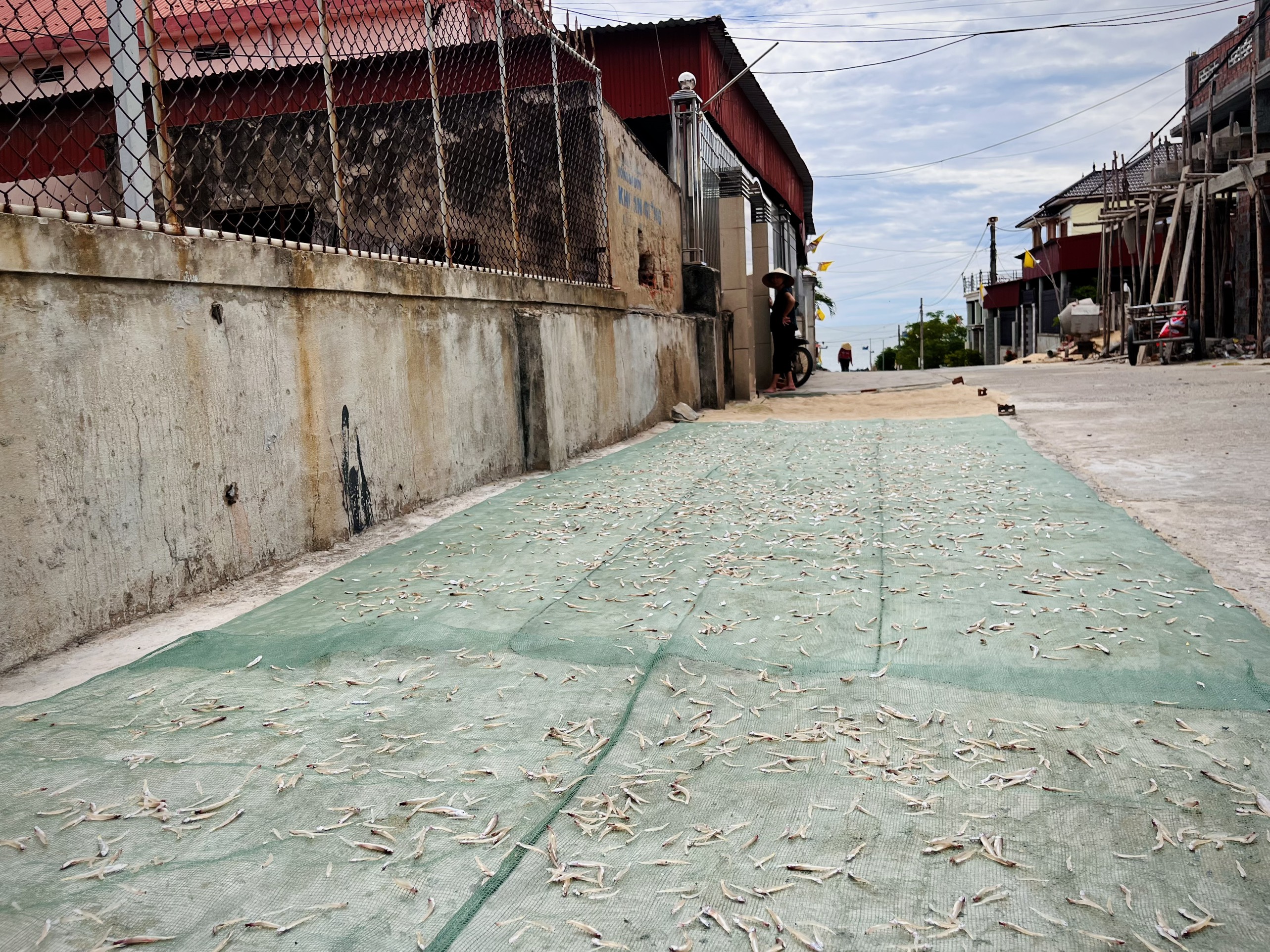  Phơi khô cá cơm để nâng cao giá trị.