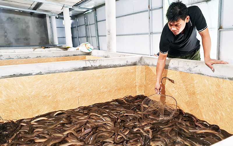 Anh Trương Công Minh phát triển thành công mô hình nuôi lươn không bùn.
