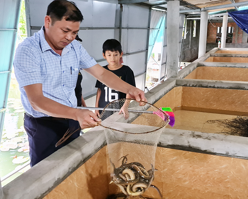 Mô hình nuôi lươn không bùn của anh Trương Công Minh là mô hình đầu tiên của huyện Quảng Ninh đến thời điểm hiện tại. 