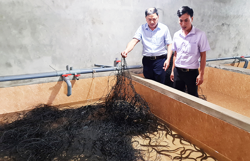 Nuôi lươn không bùn không cần diện tích lớn nhưng cho thu nhập khá cao.