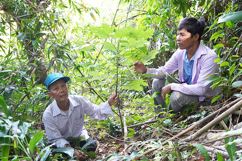 Cây trẩu đang phát triển tốt dưới tán rừng bản Cổ Tràng.