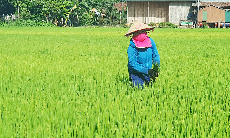 Nông dân huyện Minh Hóa chăm sóc lúa hè-thu.