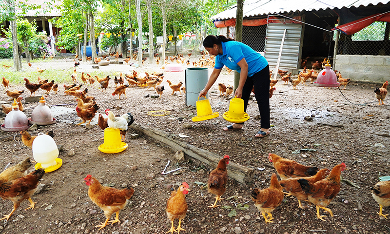 Gà đồi Thái Thủy được nuôi ở vùng gò đồi rộng lớn nên thịt gà có độ dai, chắc, thơm đặc trưng và cho tỷ lệ thịt cao.