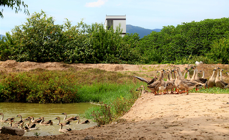 Mô hình nuôi thử nghiệm ngỗng sư tử theo phương thức bán thâm canh trên địa bàn xã Quảng Tùng, huyện Quảng Trạch.
