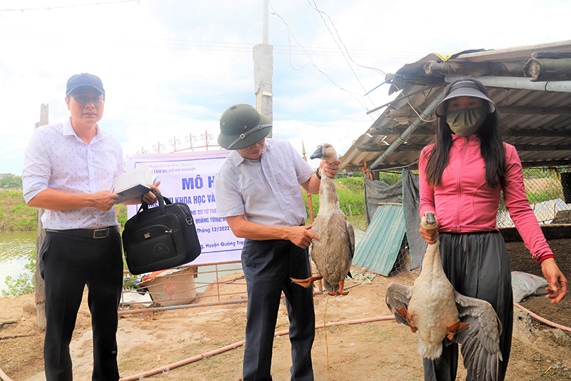 Hoàn thiện quy trình kỹ thuật chăn nuôi ngỗng sư tử thương phẩm phù hợp với điều kiện tự nhiên tại tỉnh Quảng Bình.