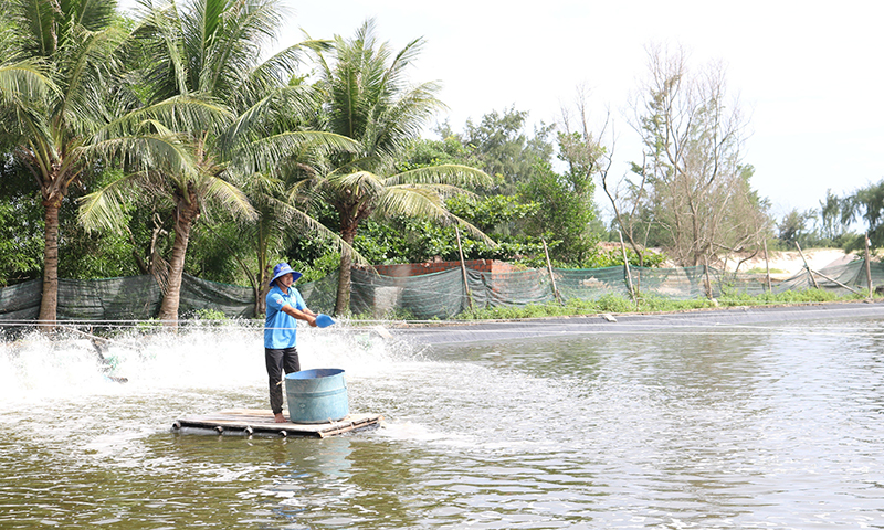 Mô hình nuôi tôm thẻ chân trắng ứng dụng CNC tại xã Hải Ninh (Quảng Ninh).