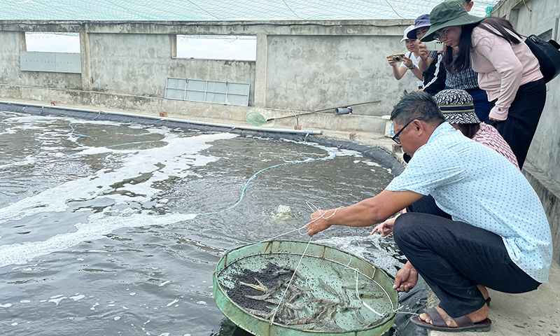 Mô hình nuôi tôm thẻ chân trắng của ông Phạm Tiến Dũng (xã Đồng Trạch, Bố Trạch).