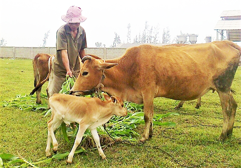 Anh Võ Văn Bế ở xã Quảng Xuân (Quảng Trạch) với mô hình nuôi bò vỗ béo.