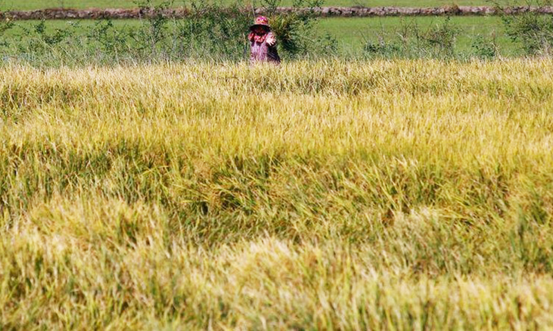  Cánh đồng lúa ở tỉnh Suphan Buri, Thái Lan. (Ảnh: REUTERS)