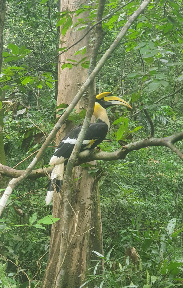Cá thể chim Hồng Hoàng được tái thả về môi trường tự nhiên. 