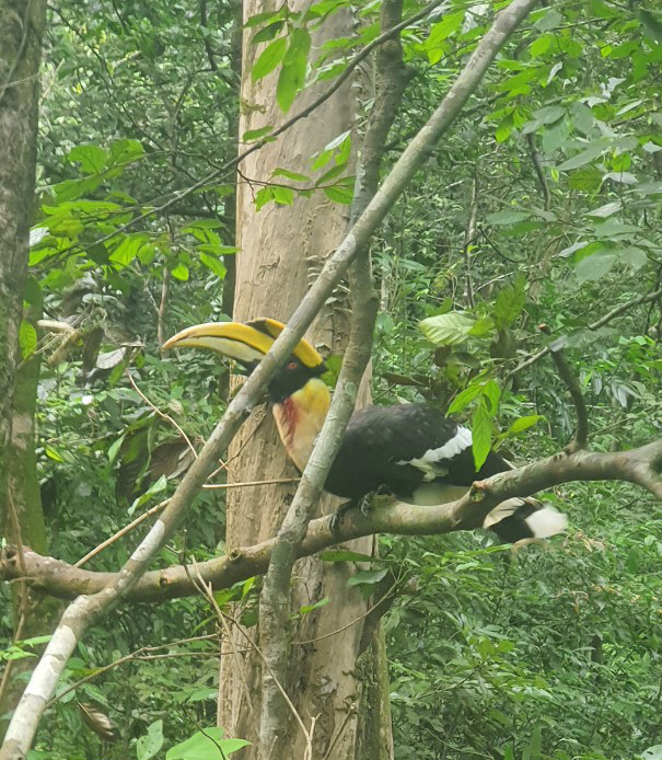 Cá thể chim Hồng Hoàng được tái thả về môi trường tự nhiên. 
